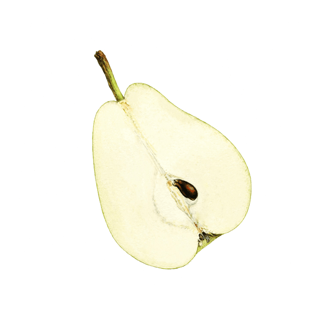 Botanical cross-section — pear interior