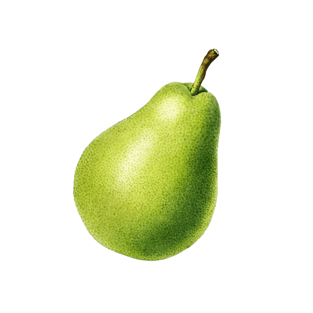 Botanical illustration — pear
